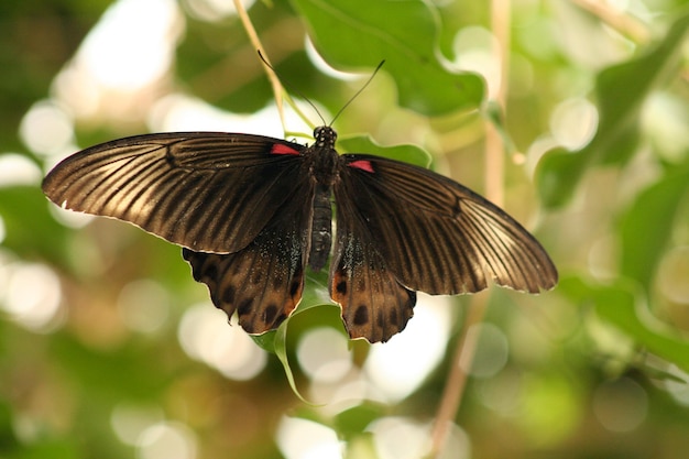 Mariposa posada en una hoja
