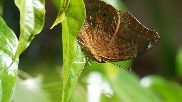 mariposa posada sobre una hoja verde