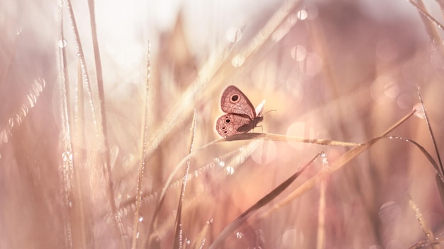 Mariposa en pradera con escena de otoño