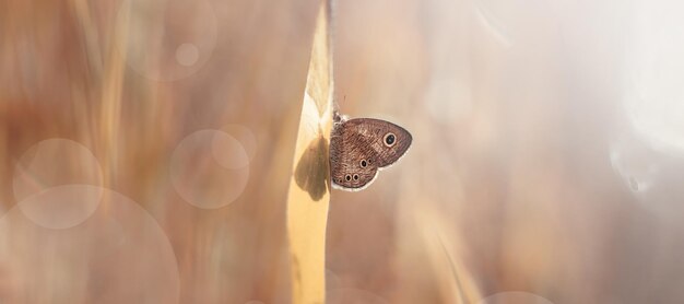 Mariposa en pradera con escena de otoño