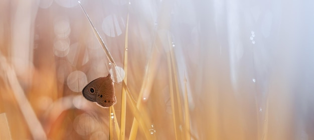 Mariposa en pradera con escena de otoño