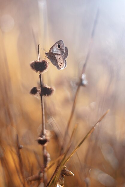 Mariposa en pradera con escena de otoño