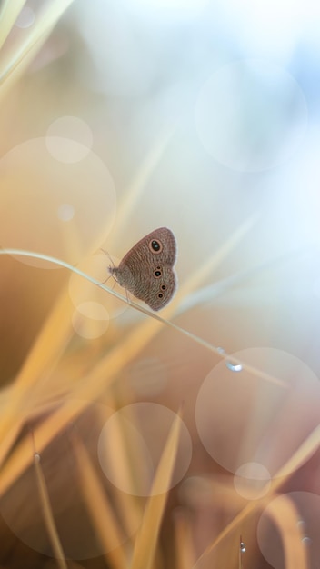 Mariposa en pradera con escena de otoño