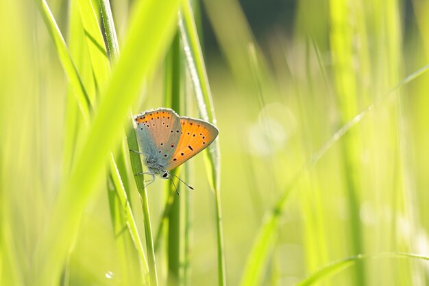 Mariposa en un prado de primavera bajo el sol