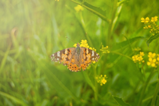 Mariposa de primavera en una flor