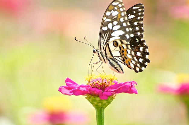 Mariposa del primer en la flor rosada, monarca hermoso en naturaleza