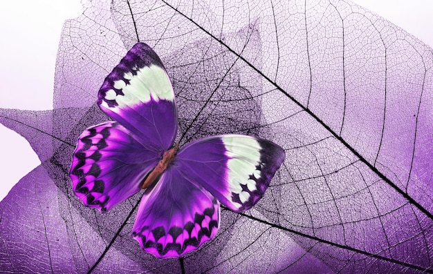 una mariposa púrpura y blanca está en una hoja
