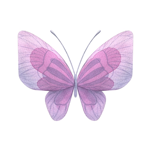 Mariposa púrpura Ilustración de acuarela dibujada a mano Objeto aislado sobre un fondo blanco para la decoración y el diseño