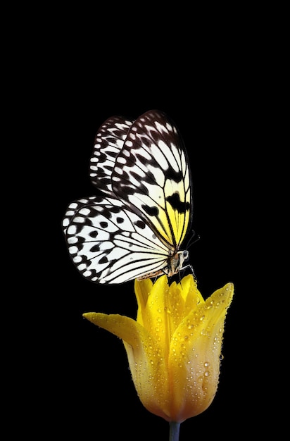 Una mariposa que está en una flor.