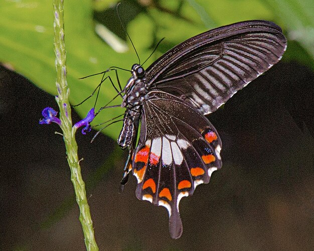 una mariposa que está en una flor