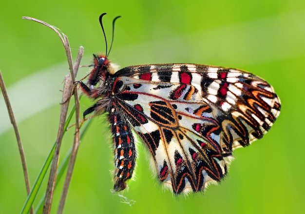 una mariposa que está en una planta