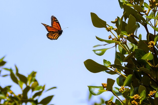 una mariposa que está volando en el cielo