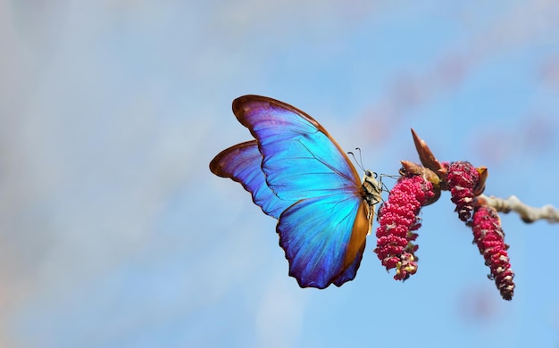 Una mariposa que vuela en el cielo