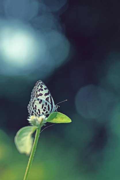 Mariposa en la rama de un árbol en el parque