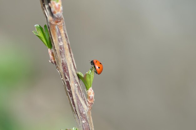 una mariposa en una rama con un punto rojo en su cabeza