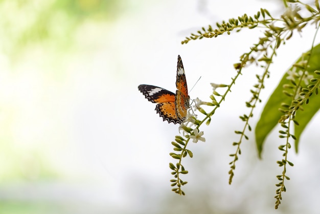 Mariposa en un ramo de flores verdes y espacio de copia