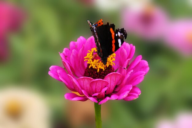 Foto una mariposa recoge néctar en una flor rosa de un tsinii agraciado una flor de un tsinii agraciado