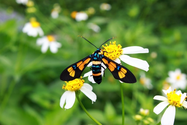 Una mariposa recogiendo néctar en la manzanilla con un fondo borroso natural