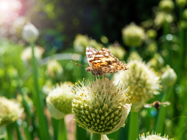 Una mariposa recolecta néctar de una flor de cebolla