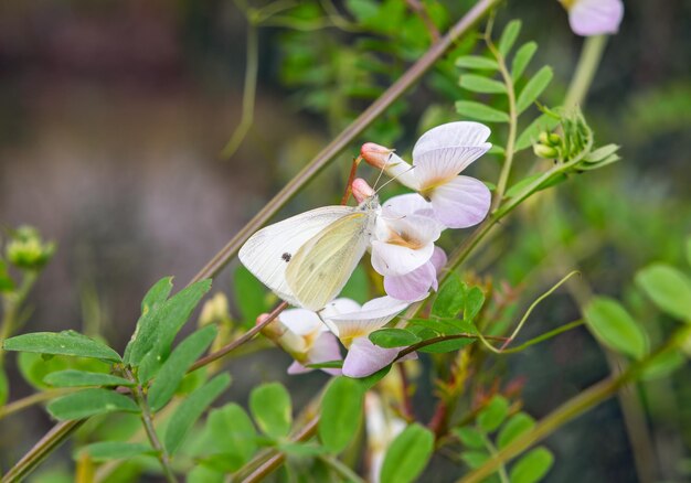 Foto la mariposa repnitsa en un primer plano de una flor blanca