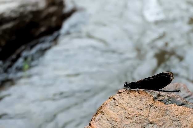 Mariposa en las rocas y la cascada. Representa la integridad de la naturaleza.