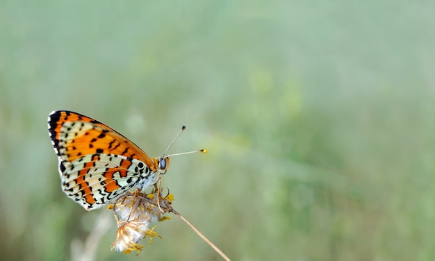 Mariposa roja brillante en un prado. Mariposas de patas de cepillo. De cerca.