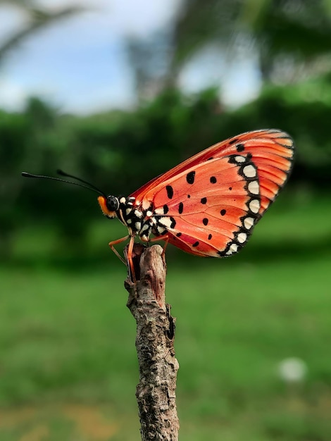 Mariposa roja sentada con fondo borroso