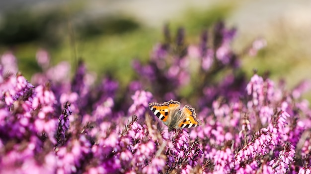 Una mariposa y rosa Erica carnea flores golpe de invierno en un jardín de primavera