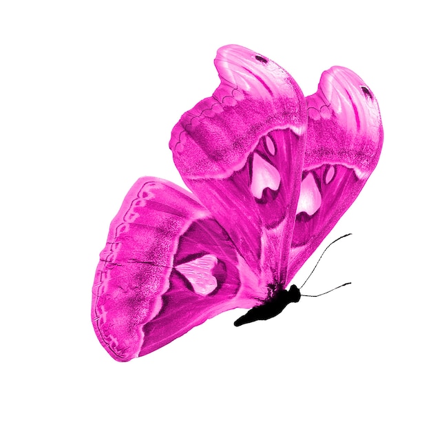 Mariposa rosa. insecto natural. aislado sobre fondo blanco