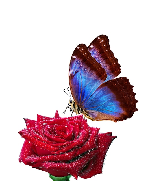 Foto una mariposa está en una rosa roja y la mariposa está a la izquierda.