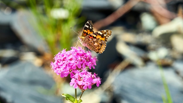 Mariposa sentada en flor rosada. Sochi