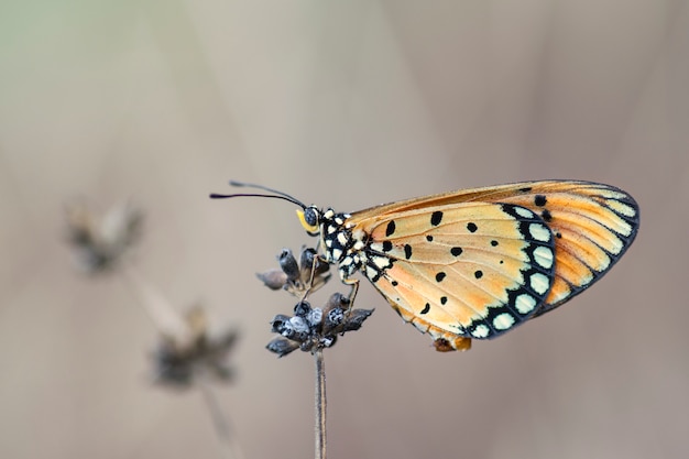 Mariposa sentada en flor silvestre en el hábitat de la naturaleza, la vida silvestre