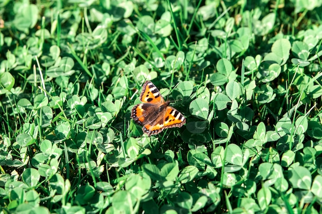 Mariposa sentada sobre la hierba verde.