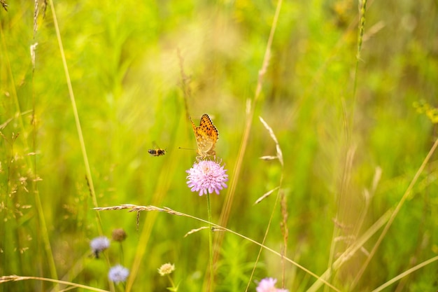 Una mariposa se sienta en una flor con una abeja volando en el fondo Una mariposa naranja