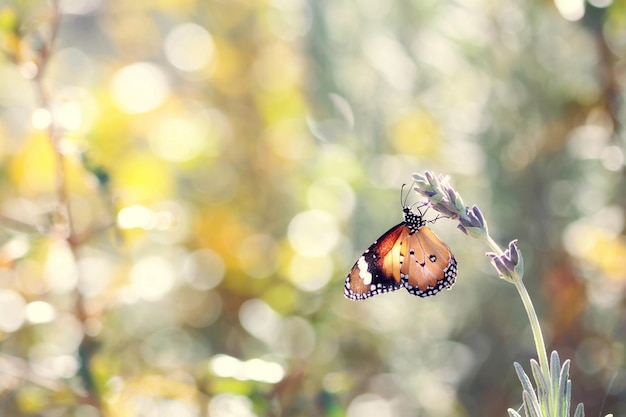 La mariposa se sienta en una flor en el bosque.