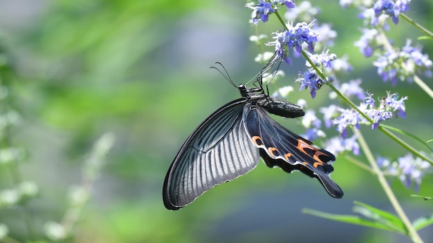 Una mariposa se sienta en una flor en un día soleado.