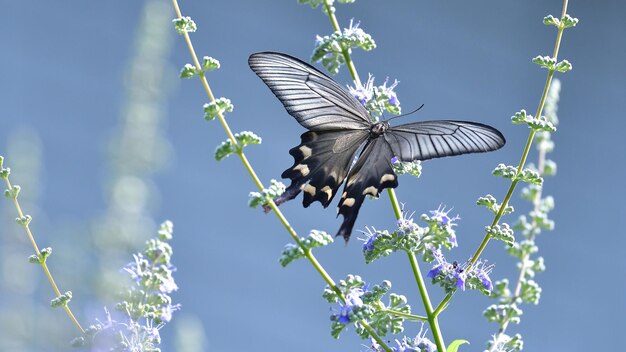 Una mariposa se sienta en una flor en un día soleado.