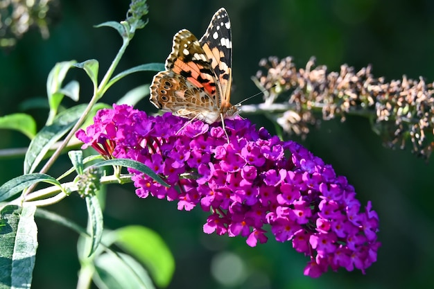 La mariposa se sienta en una flor en el jardín en el patio de la casa