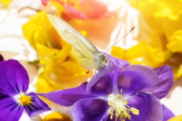 Una mariposa se sienta en una flor morada otras flores de un ramo. Foto brillante macro festiva linda.