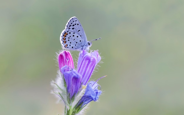 Una mariposa se sienta en una flor morada.