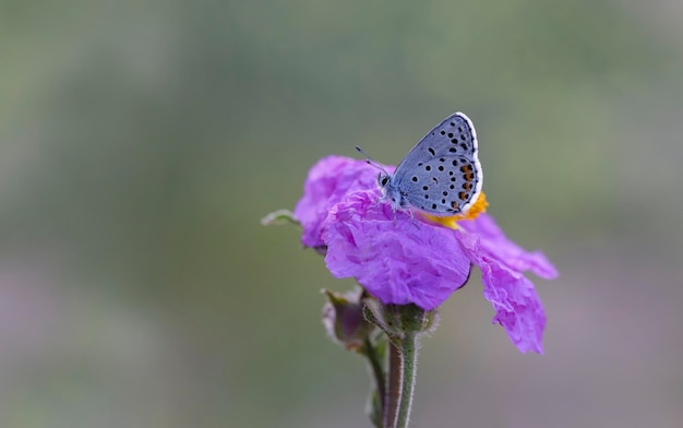 Una mariposa se sienta en una flor morada.