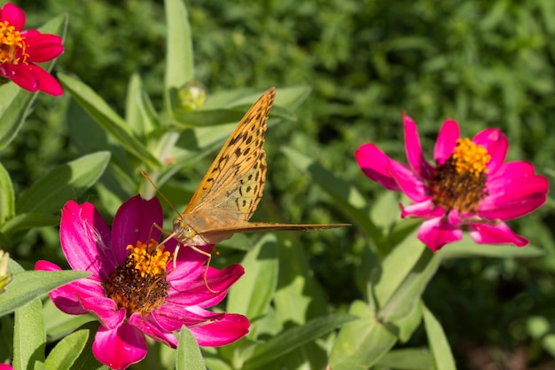 La mariposa se sienta en una flor rosa brillante. Macro.