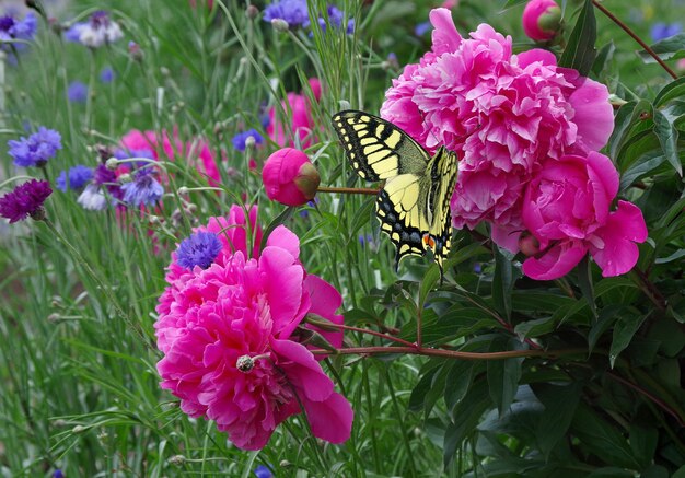 una mariposa se sienta en una flor rosa en un jardín.