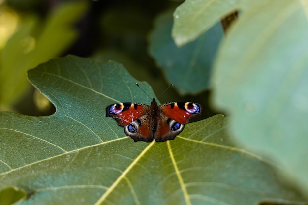Una mariposa se sienta en las hojas de higo Bienestar de los animales salvajes