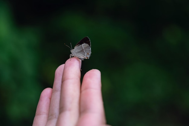 La mariposa se sienta en la mano de una mujer Las alas de mariposa frágiles azules en los dedos de la mujer crean armonía de la naturaleza