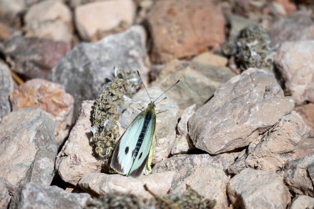 Una mariposa se sienta en una roca en el desierto