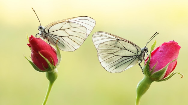 Una mariposa se sienta en una rosa rosa y la segunda mariposa en una rosa roja.