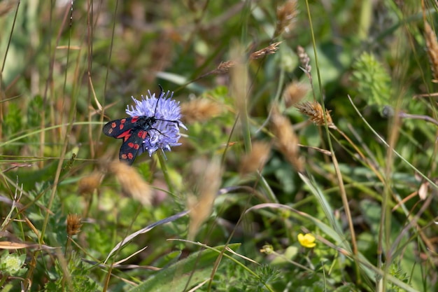 Foto mariposa sixspot burnet zygaena filipendulae alimentando-se de uma centáurea em trevose head, na cornualha