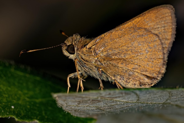 Mariposa Skipper adulta de la familia Hesperiidae