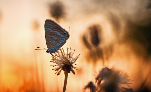 Una mariposa sobre una flor al atardecer